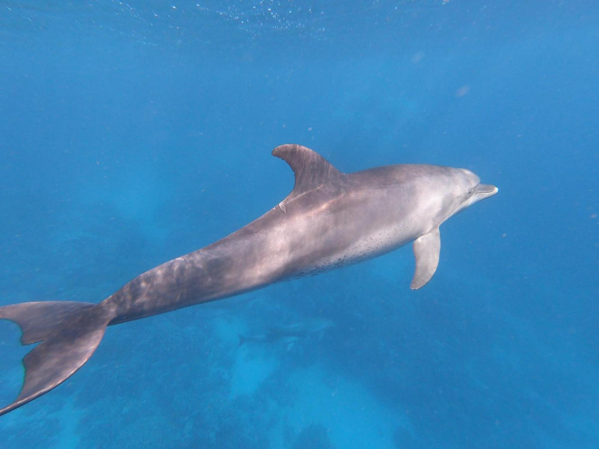 Dolphin Continental Hotel El Qoseir Buitenkant foto